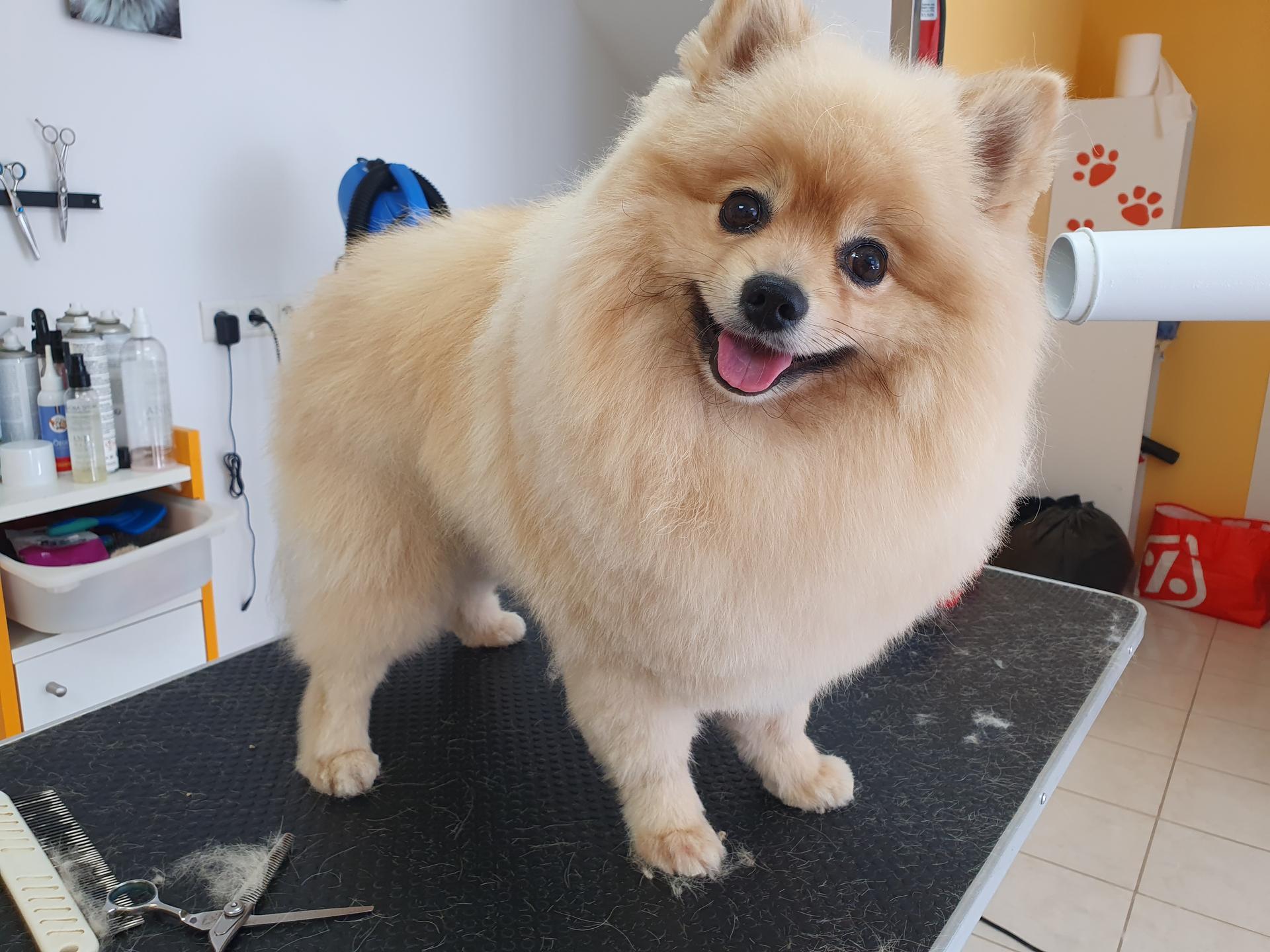 LA BOITE A POILS toilettage de chien et chat