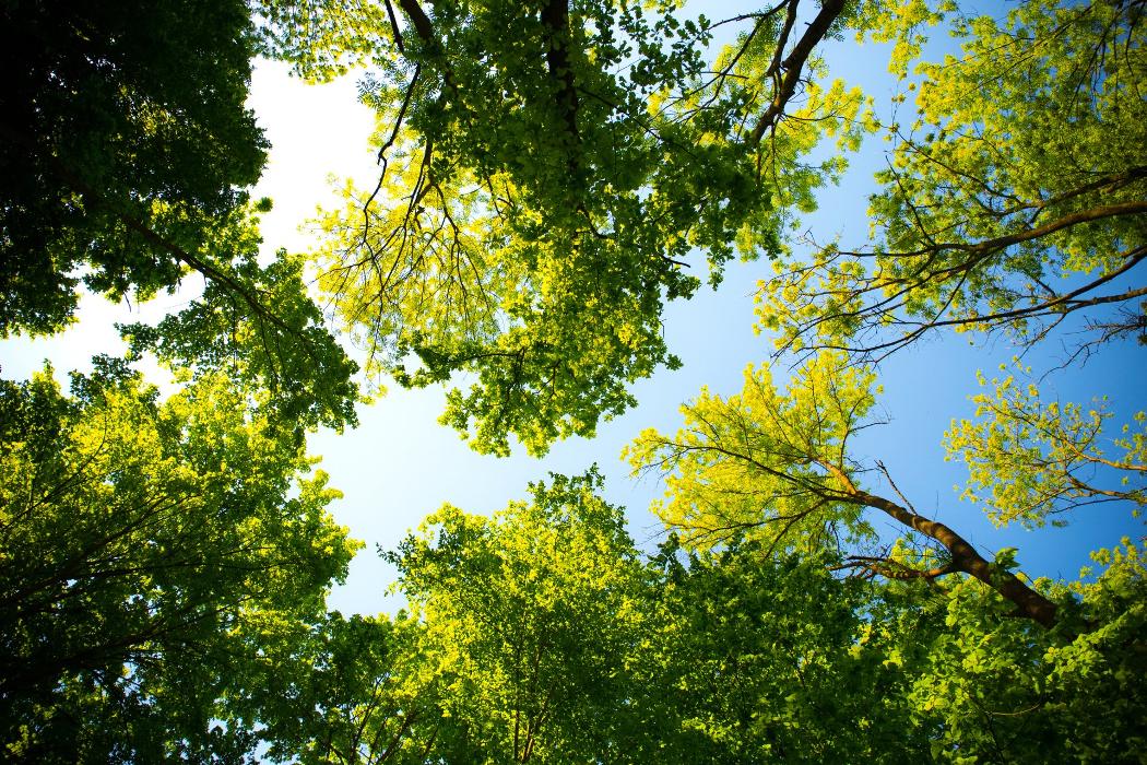 All Star Tree Care - Toms Brook, VA