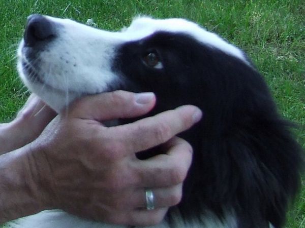 Delaye Gilles Ethologue comportementaliste et éducateur canin établissement d'éducation spécialisée