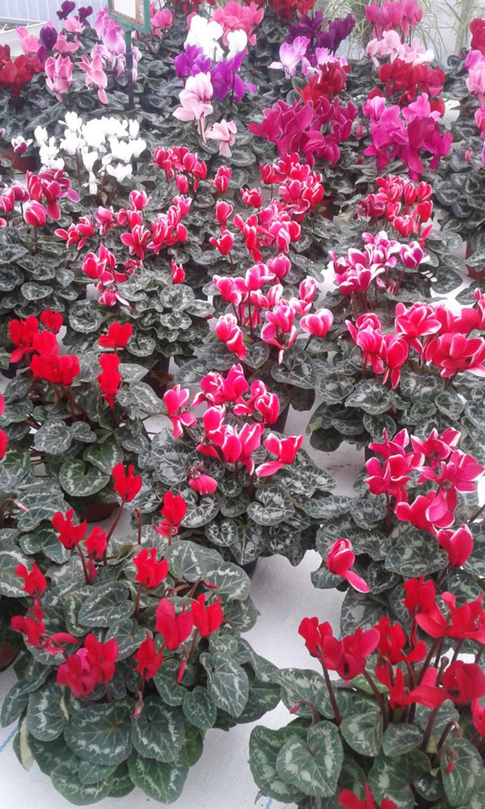 Blumenhaus & Gartengestaltung Buttinger, Atterseestraße in Lenzing