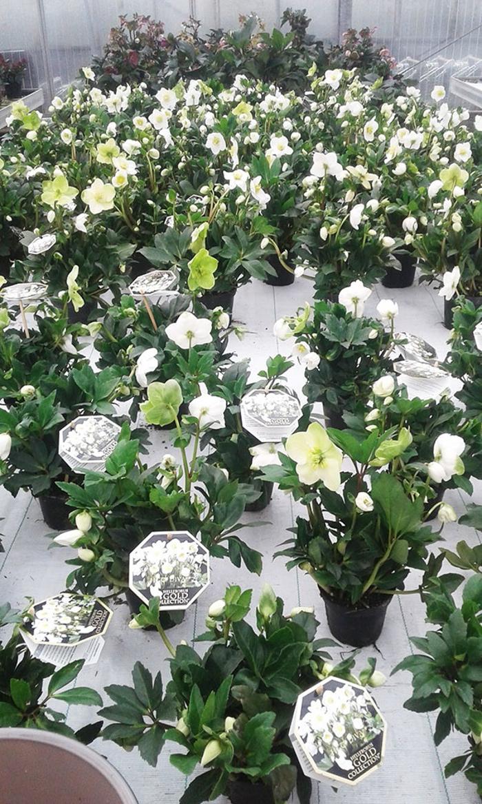 Blumenhaus & Gartengestaltung Buttinger, Atterseestraße in Lenzing