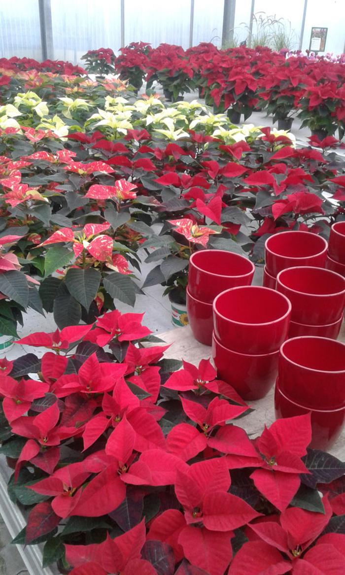 Blumenhaus & Gartengestaltung Buttinger, Atterseestraße in Lenzing