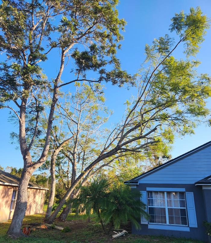 Oakleaf Tree Services - Oviedo, FL