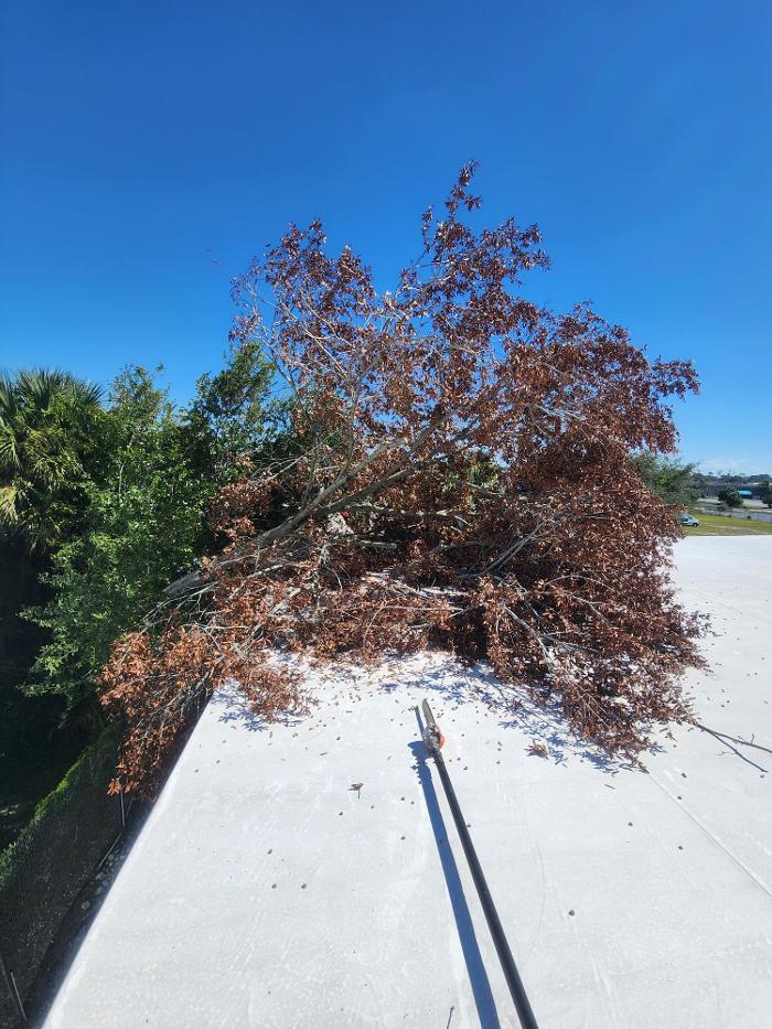 Oakleaf Tree Services - Oviedo, FL