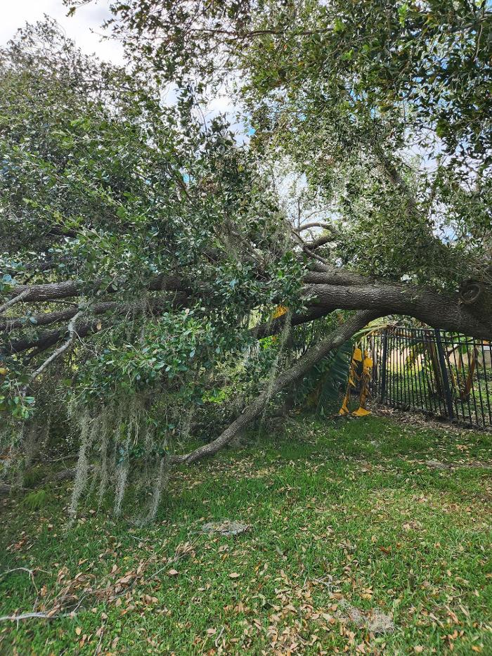 Oakleaf Tree Services - Oviedo, FL