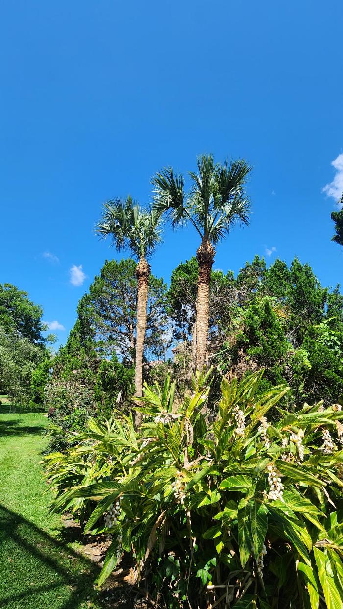 Oakleaf Tree Services - Oviedo, FL