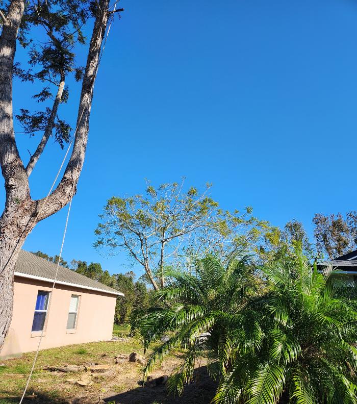 Oakleaf Tree Services - Oviedo, FL