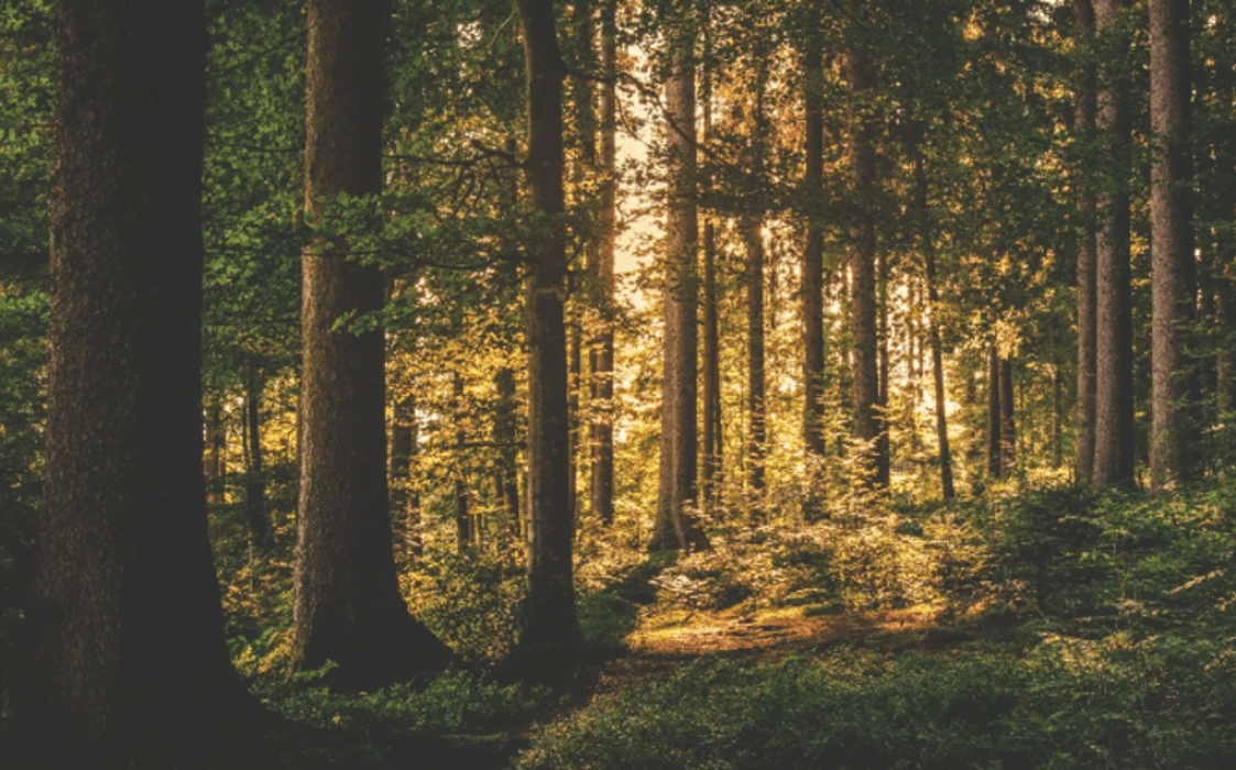 Arbor Pro Tree Care and Consulting Arborist - Waxahachie, TX
