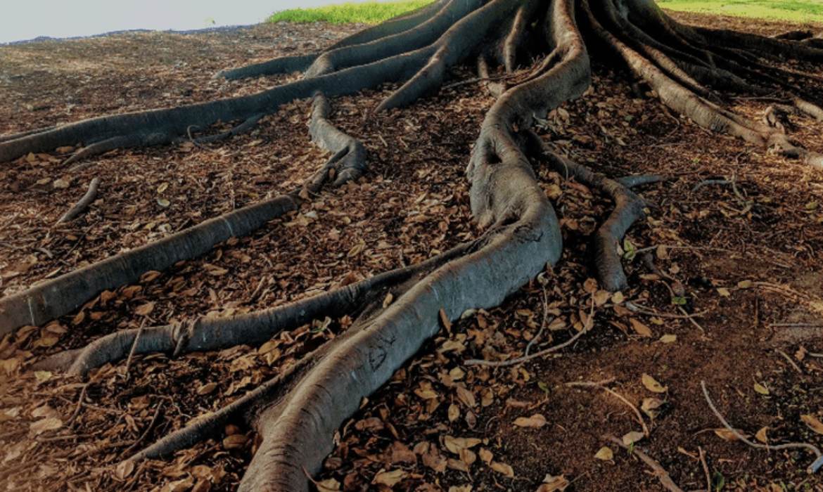 Arbor Pro Tree Care and Consulting Arborist - Waxahachie, TX