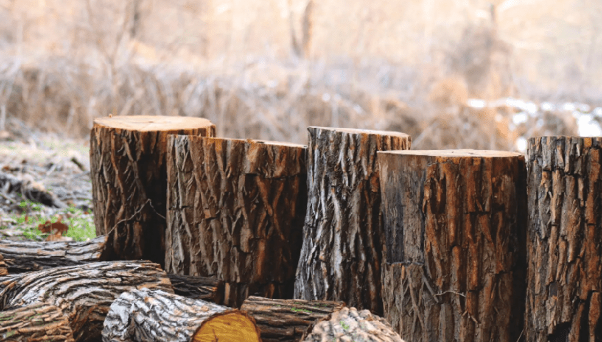 Arbor Pro Tree Care and Consulting Arborist - Waxahachie, TX
