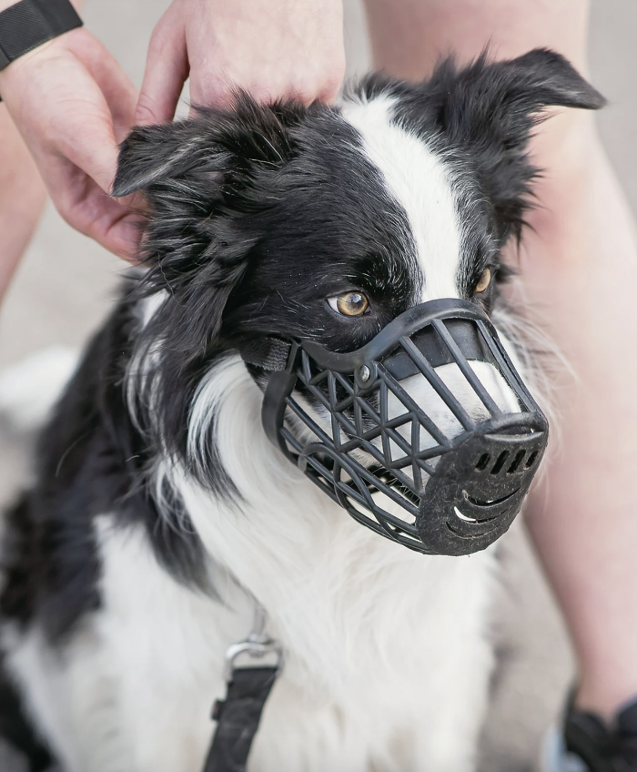 Canine Training Co. - Sanford, NC