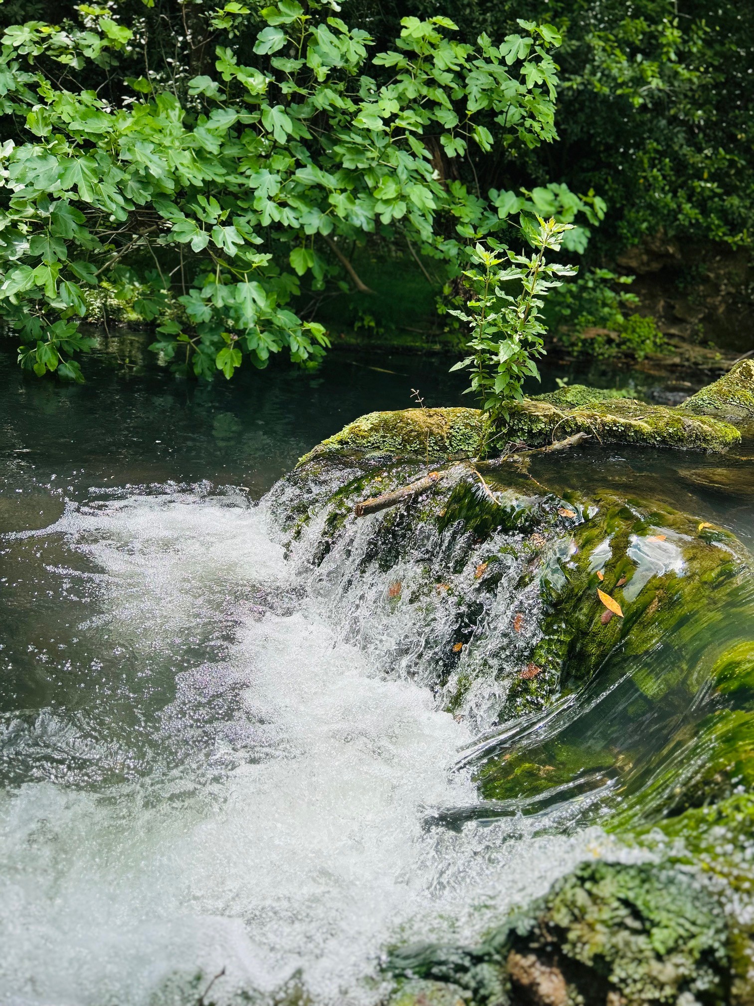 Rivière du Gapeau en bordure de La Batide Enchantée