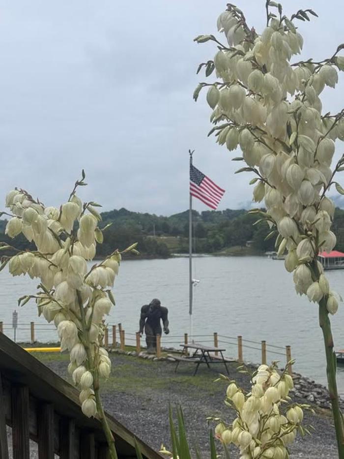 OASIS COVE MARINA & LODGING - Dandridge, TN