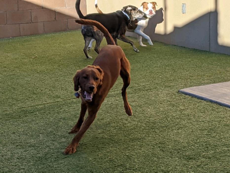 Monte Vista Pet Lodge - Rio Rancho, NM