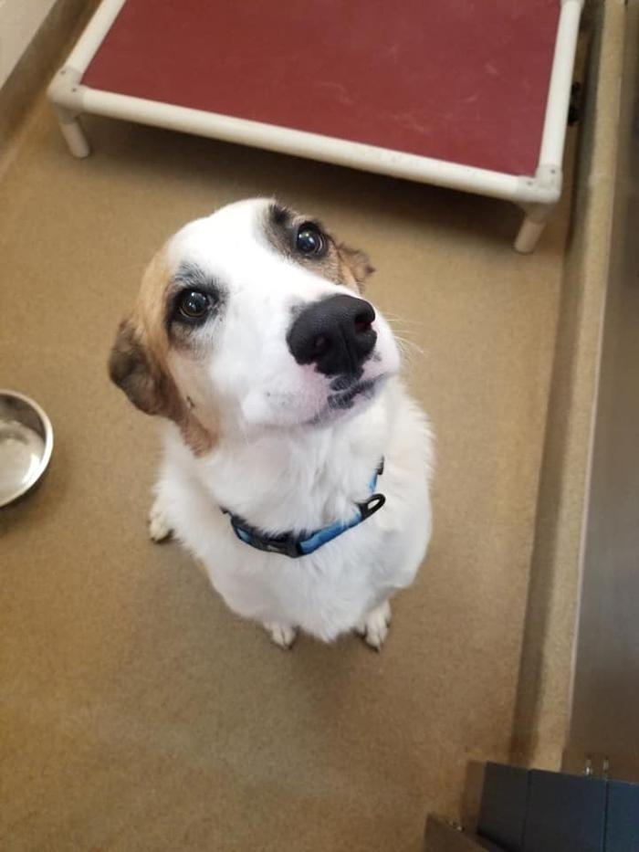 Monte Vista Pet Lodge - Rio Rancho, NM