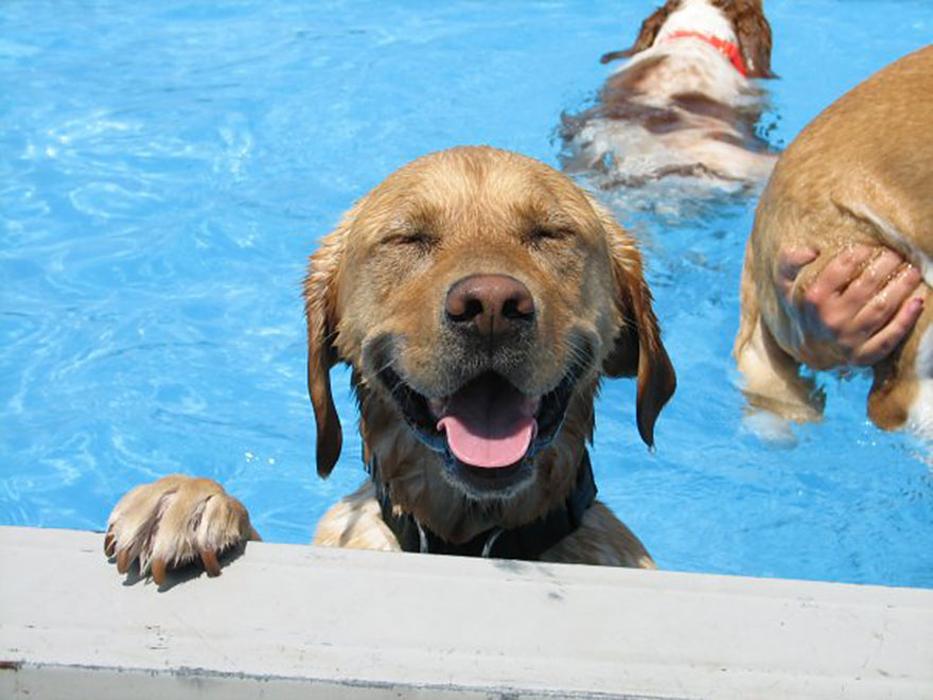 Monte Vista Pet Lodge - Rio Rancho, NM