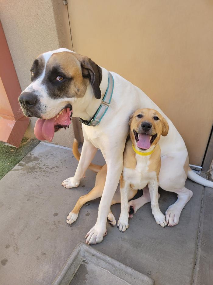 Monte Vista Pet Lodge - Rio Rancho, NM