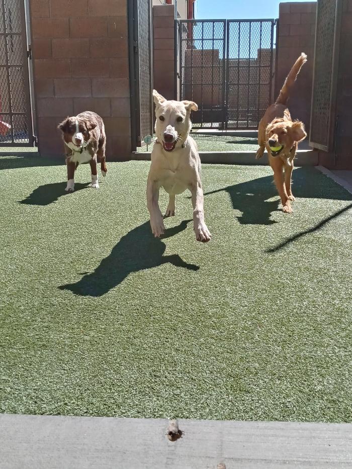 Monte Vista Pet Lodge - Rio Rancho, NM