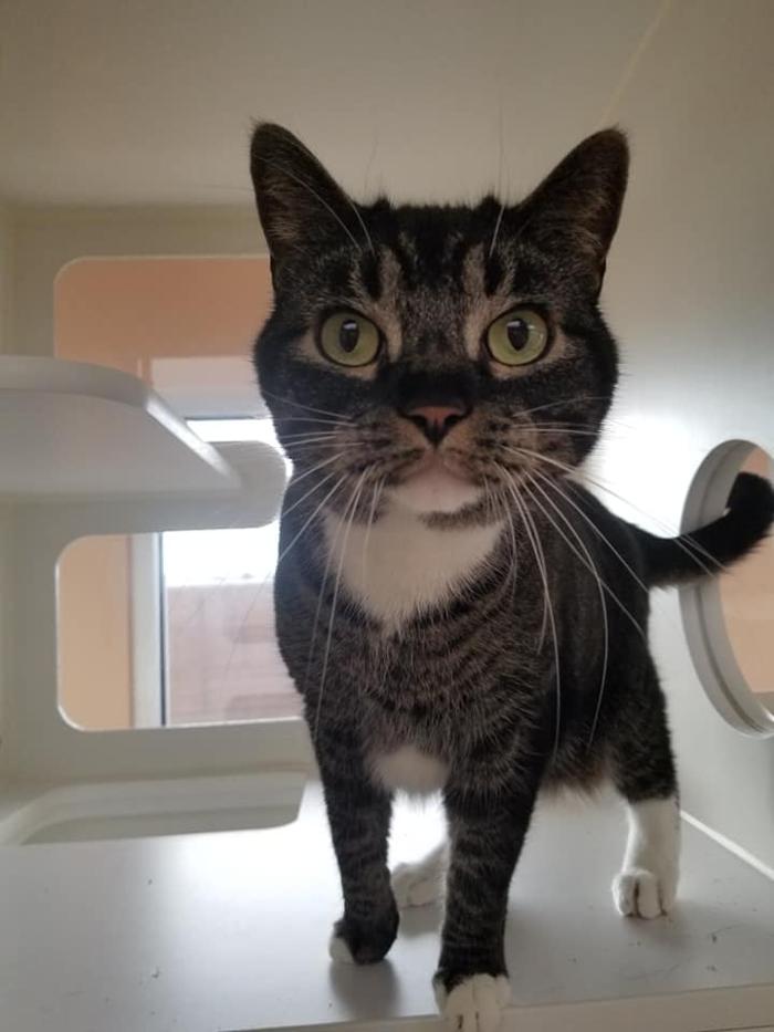 Monte Vista Pet Lodge - Rio Rancho, NM