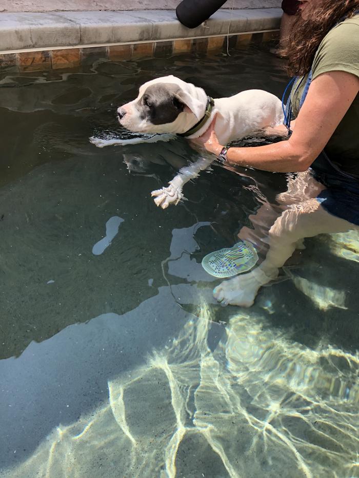 Monte Vista Pet Lodge - Rio Rancho, NM