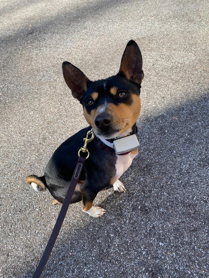 Dog Guard of Maryland Image