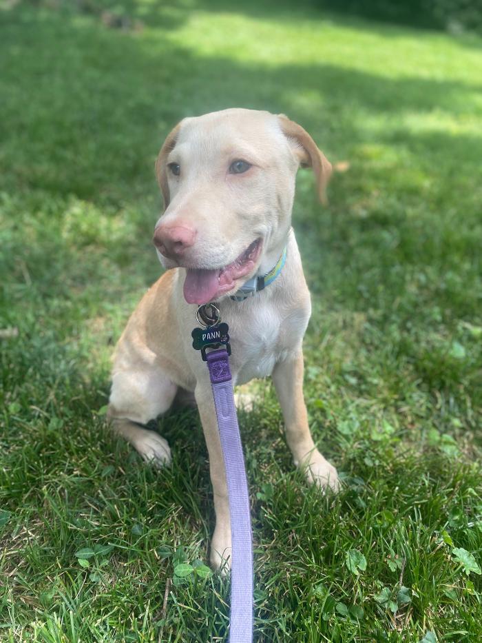 Dog Guard of Maryland Image