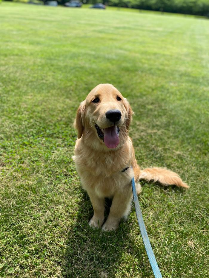 Dog Guard of Maryland Image