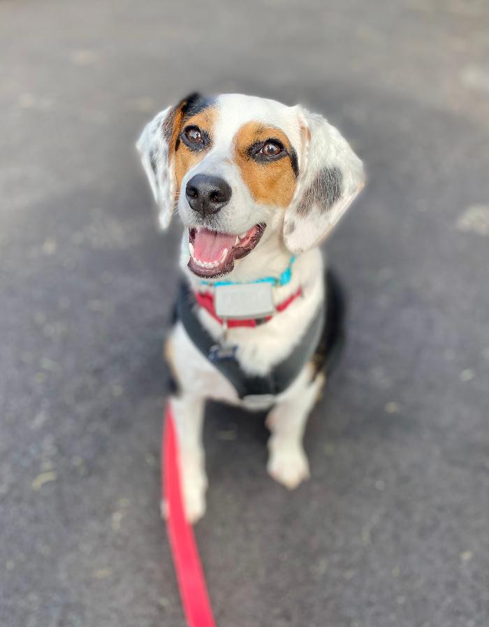 Dog Guard of Maryland Image