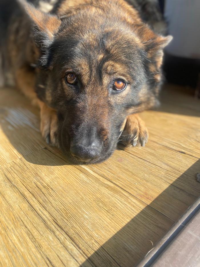 Dog Guard of Maryland Image