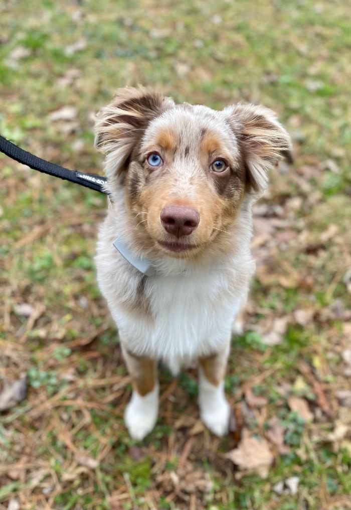 Dog Guard of Maryland Image