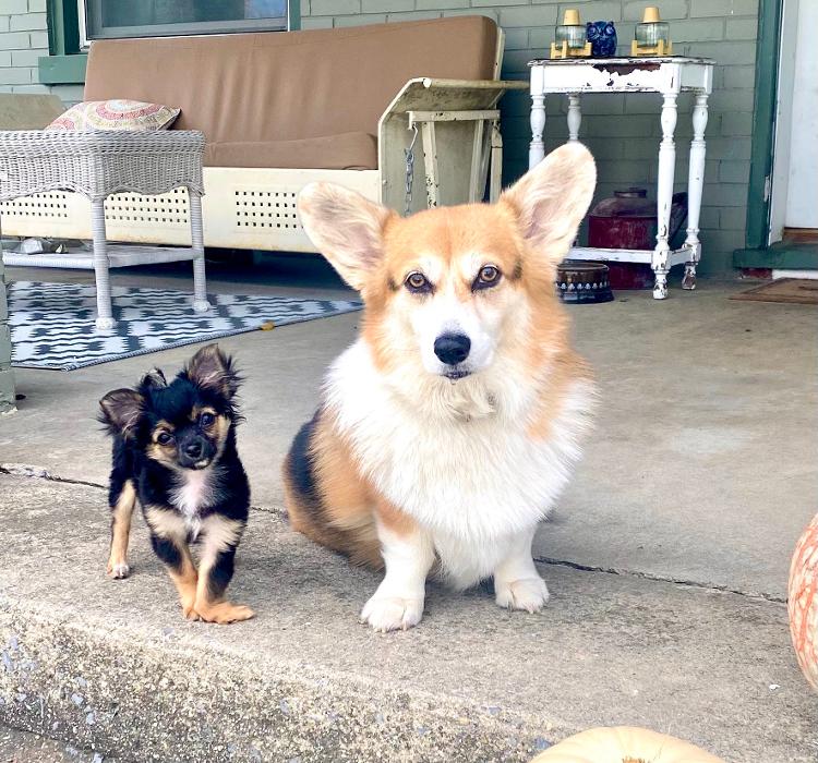 Dog Guard of Maryland Image