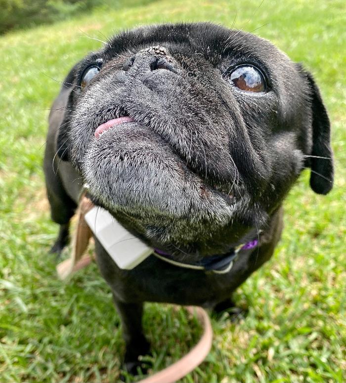 Dog Guard of Maryland Image