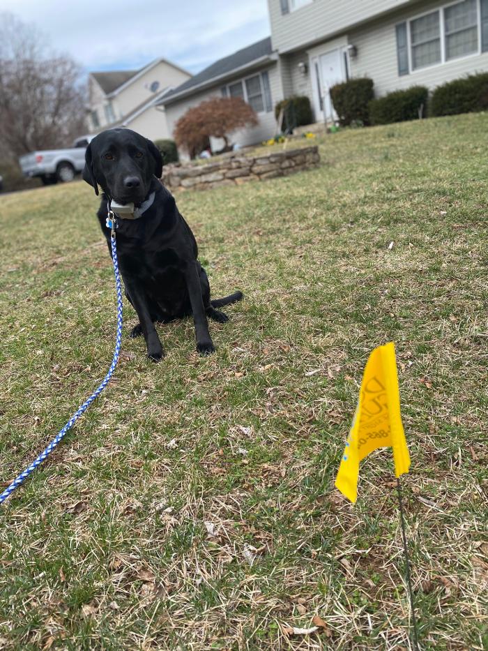 Dog Guard of Maryland Image