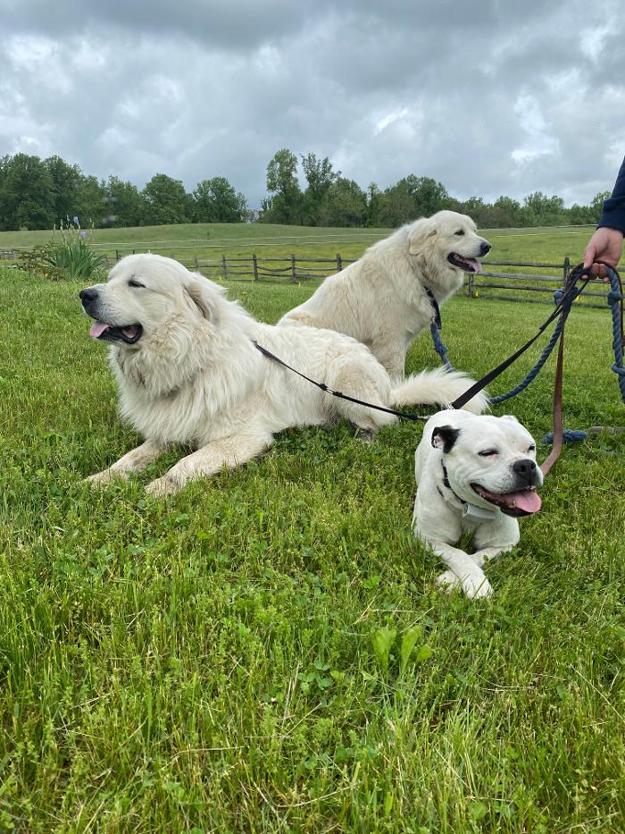 Dog Guard of Maryland Image