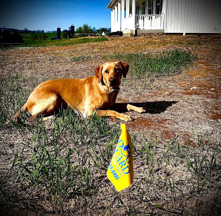 Dog Guard of Maryland Image