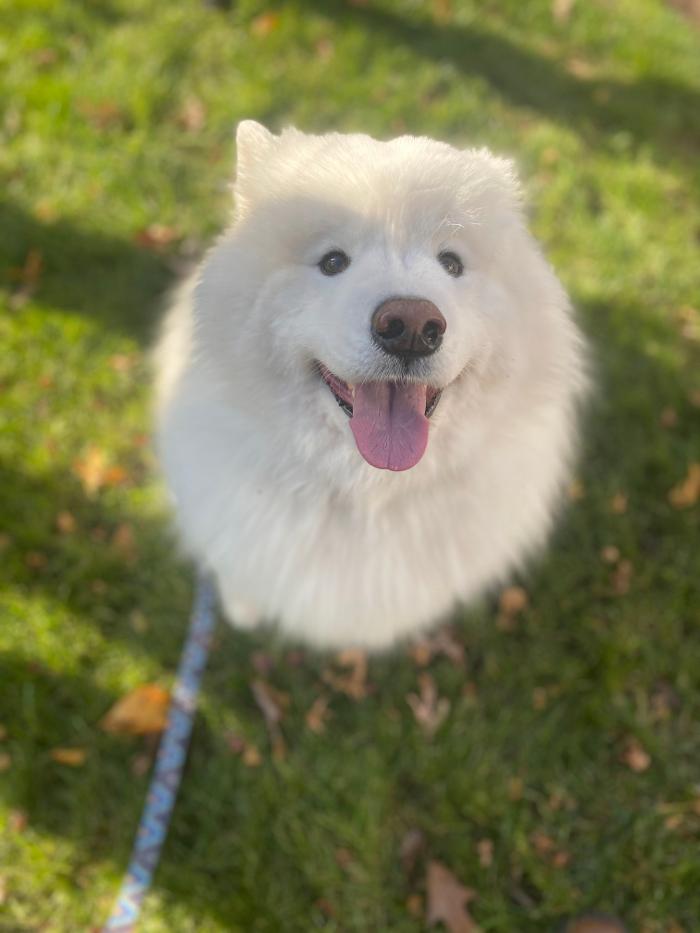 Dog Guard of Maryland Image