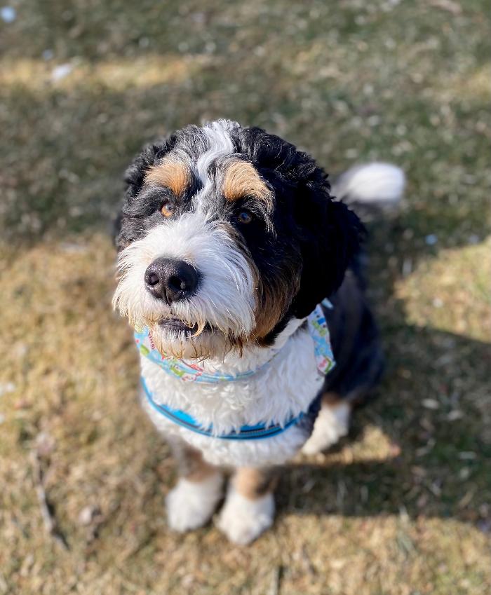 Dog Guard of Maryland Image