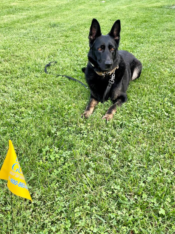 Dog Guard of Maryland Image