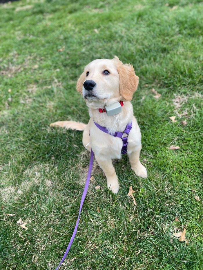 Dog Guard of Maryland Image