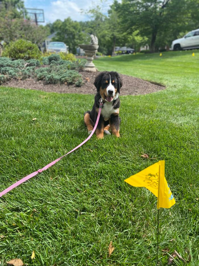 Dog Guard of Maryland Image