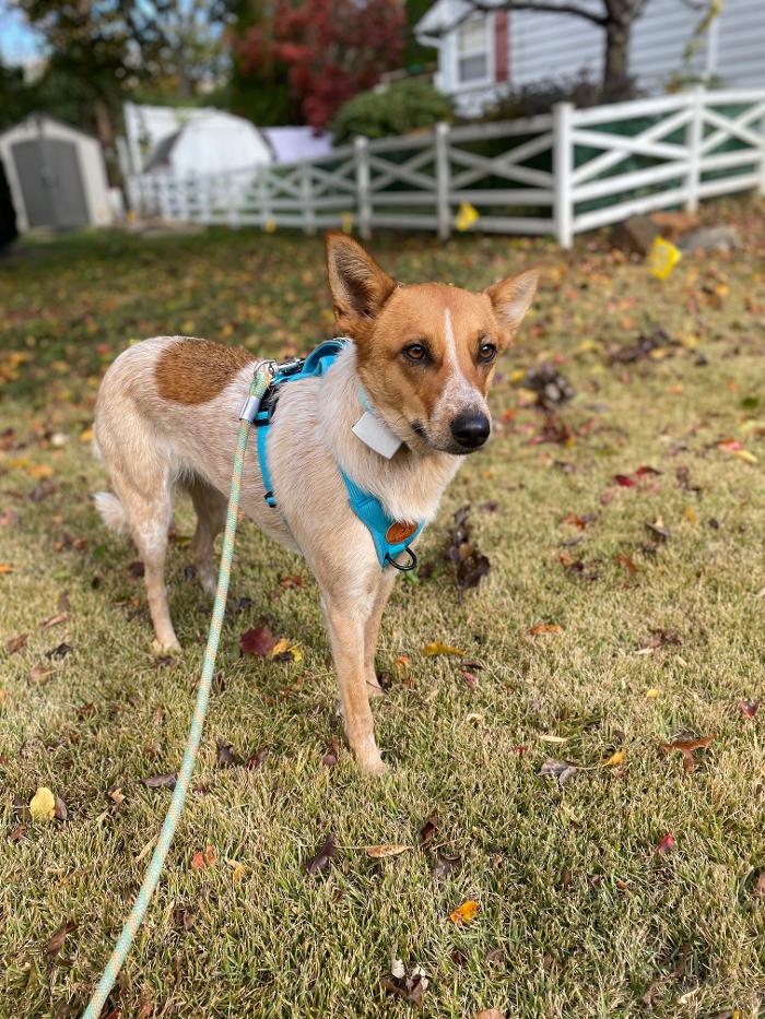 Dog Guard of Maryland Image
