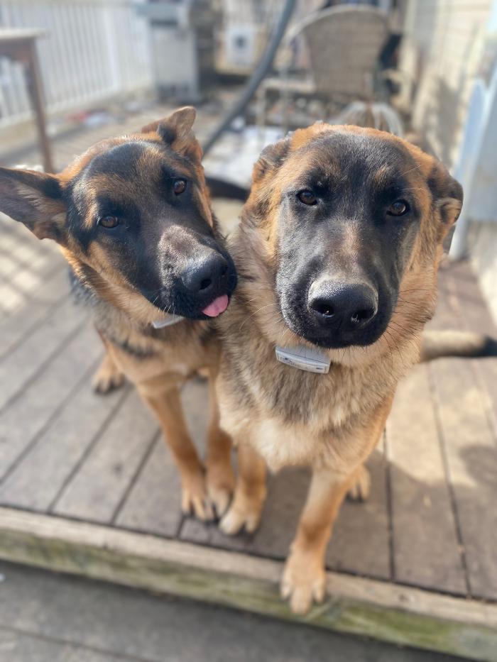 Dog Guard of Maryland Image