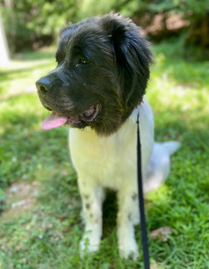 Dog Guard of Maryland Image