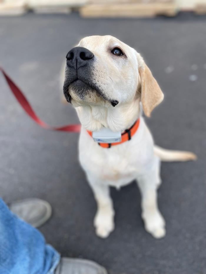 Dog Guard of Maryland Image