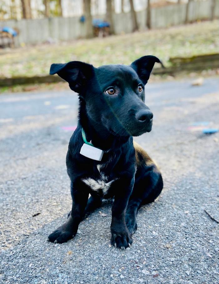 Dog Guard of Maryland Image