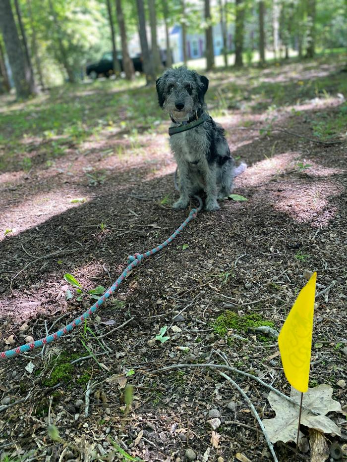 Dog Guard of Maryland Image