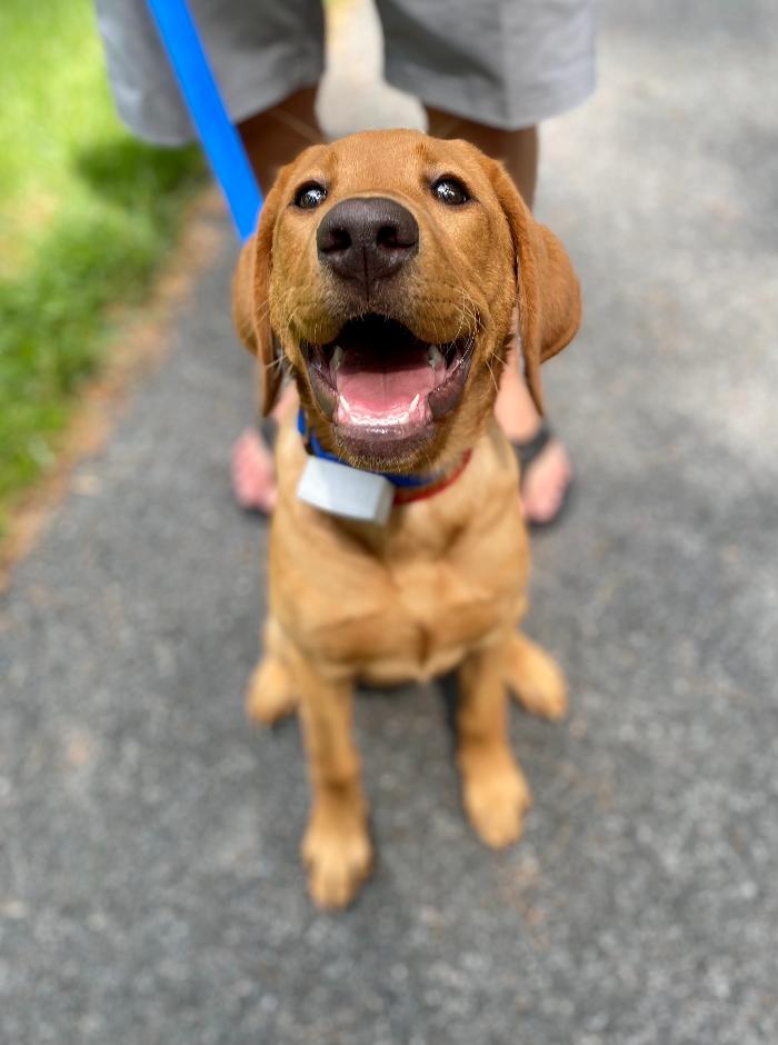Dog Guard of Maryland Image