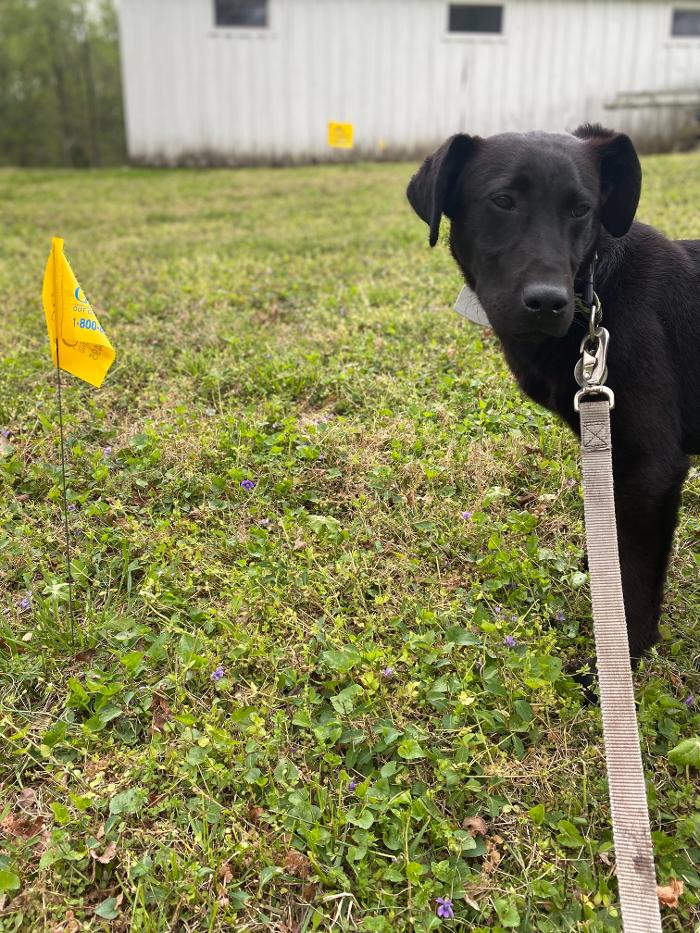Dog Guard of Maryland Image
