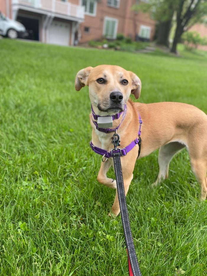 Dog Guard of Maryland Image