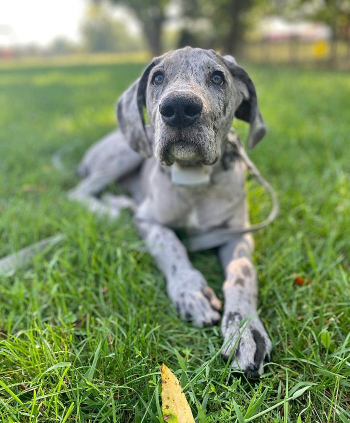 Dog Guard of Maryland Image